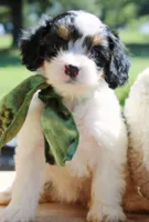 Abby, a female Cavapoo for sale in Greenbrier, AR – 1 of 5