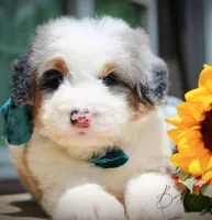 Bosco, a male Miniature Bernedoodle for sale in Greenbrier, AR – 2 of 2