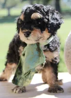 Tuffles, a female Cavapoo for sale in Greenbrier, AR – 3 of 3