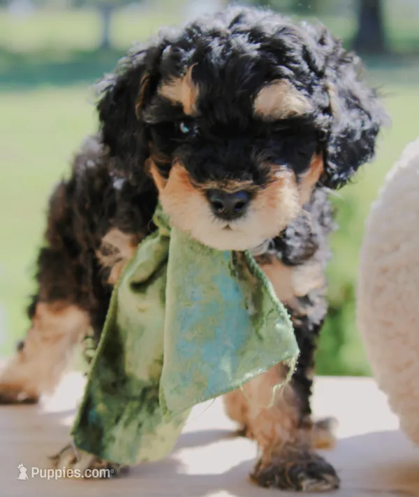 Tuffles – Cavapoo puppy for sale in Greenbrier, AR