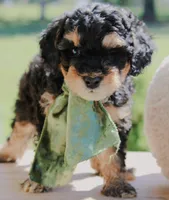 Tuffles, a female Cavapoo for sale in Greenbrier, AR – 1 of 3