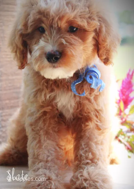Slate – Goldendoodle puppy for sale in Greenbrier, AR