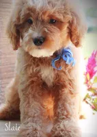 Slate, a male Goldendoodle for sale in Greenbrier, AR – 1 of 3