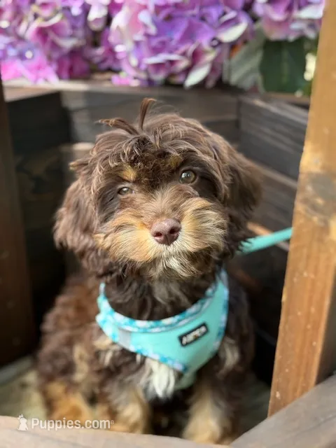 Hansel Chocolate Tri Cavapoo – Cavapoo puppy for sale in Greenbrier, AR