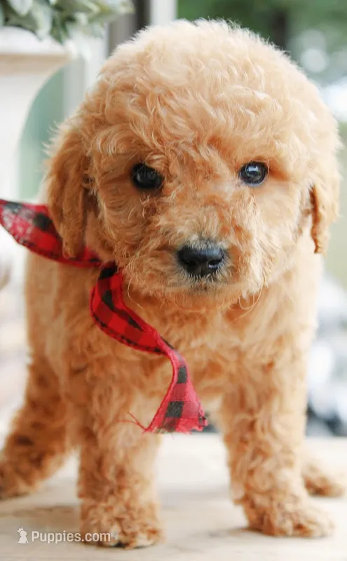 Toffee – Goldendoodle puppy for sale in Greenbrier, AR