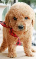 Toffee, a male Goldendoodle for sale in Greenbrier, AR – 1 of 3