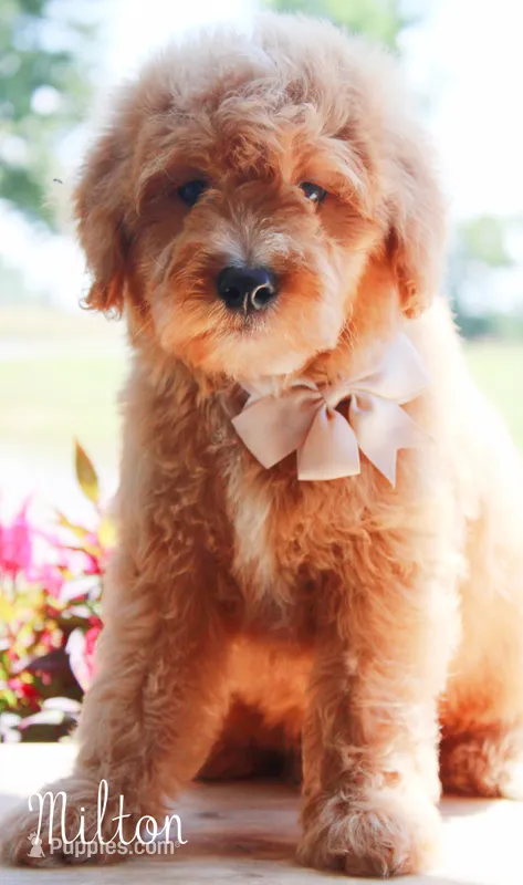 Milton – Goldendoodle puppy for sale in Greenbrier, AR