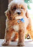 Slate, a male Goldendoodle for sale in Greenbrier, AR – 3 of 3
