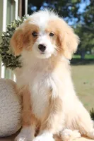 Cider, a male Miniature Bernedoodle for sale in Greenbrier, AR – 4 of 4