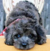 Coby, a male Cockapoo for sale in Greenbrier, AR – 4 of 5