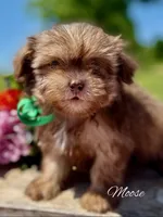 Moose, a male Shihpoo for sale in Greenbrier, AR – 1 of 1