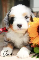 Clark, a male Miniature Bernedoodle for sale in Greenbrier, AR – 3 of 3