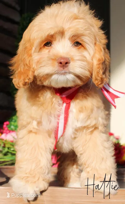Hattie – Cockapoo puppy for sale in Greenbrier, AR