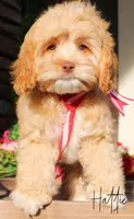 Hattie, a female Cockapoo for sale in Greenbrier, AR – Photo 1 of 2
