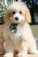 Maple, a female Miniature Bernedoodle for sale in Greenbrier, AR – 3 of 3