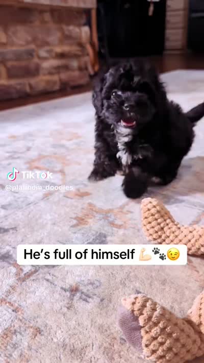 Jack, a male Cavapoo for sale in Greenbrier, AR – 5 of 5