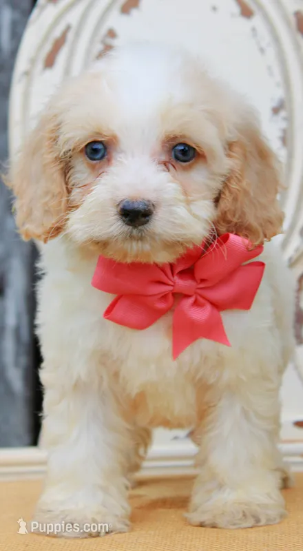 Honey – Cockapoo puppy for sale in Greenbrier, AR