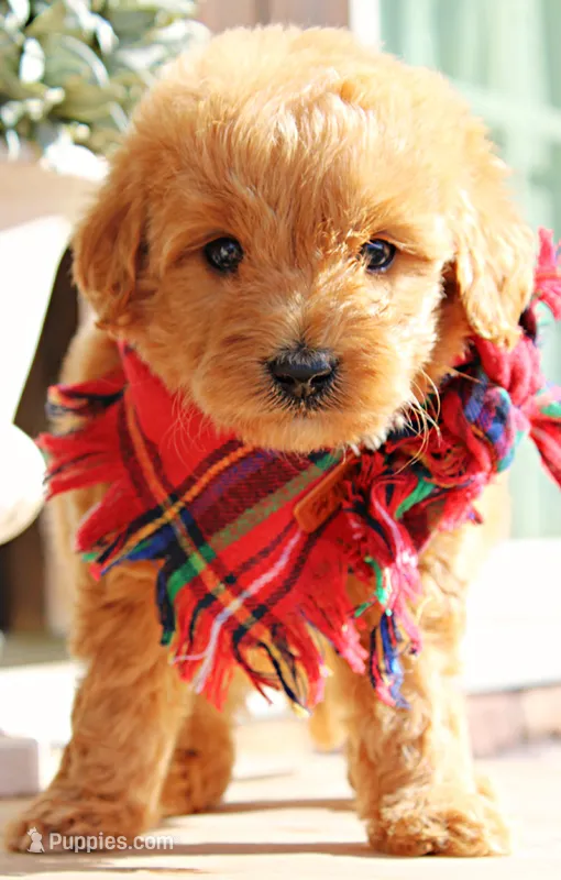 Rigsby – Goldendoodle puppy for sale in Greenbrier, AR
