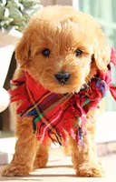 Rigsby, a male Goldendoodle for sale in Greenbrier, AR – 1 of 3