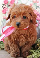 Betsy, a female Miniature Goldendoodle for sale in Greenbrier, AR – Photo 2 of 2