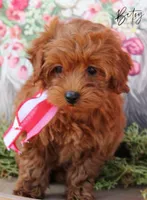 Betsy, a female Miniature Goldendoodle for sale in Greenbrier, AR – Photo 1 of 2