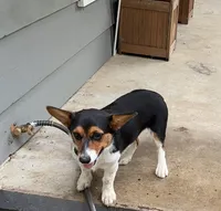 Poppy, a female Pembroke Welsh Corgi for sale in Nauvoo, AL – 4 of 4