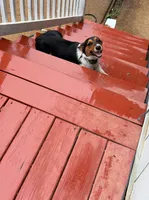 Poppy, a female Pembroke Welsh Corgi for sale in Nauvoo, AL – 3 of 4