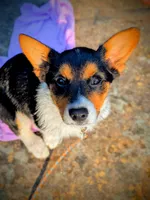 Poppy, a female Pembroke Welsh Corgi for sale in Nauvoo, AL – 1 of 4