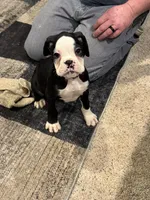 Axel, a male Boxer for sale in Carroll, IA – Photo 1 of 2