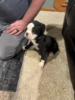 Axel, a male Boxer for sale in Carroll, IA – Photo 2 of 2