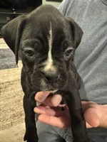 Ozzy, a male Boxer for sale in Carroll, IA – Photo 2 of 2