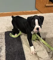 Oden, a male Boxer for sale in Carroll, IA – Photo 2 of 2