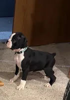 Oden, a male Boxer for sale in Carroll, IA – Photo 1 of 2