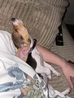 Lucy, a female Beagle for sale in Norfolk, VA – 5 of 7