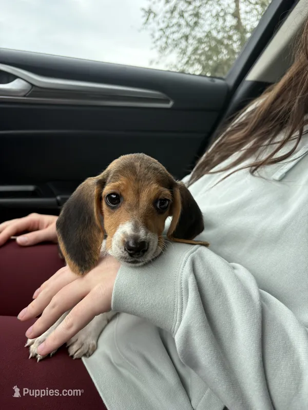 Lucy – Beagle puppy for sale in Norfolk, VA