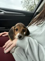 Lucy, a female Beagle for sale in Norfolk, VA – 1 of 7