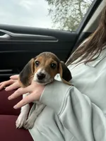 Lucy, a female Beagle for sale in Norfolk, VA – 3 of 7