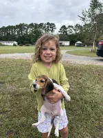 Lucy, a female Beagle for sale in Norfolk, VA – 6 of 7