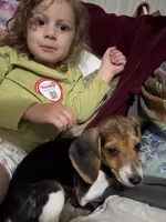 Lucy, a female Beagle for sale in Norfolk, VA – 4 of 7