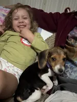 Lucy, a female Beagle for sale in Norfolk, VA – 2 of 7