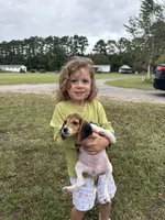 Lucy, a female Beagle for sale in Norfolk, VA – 7 of 7