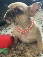 Lola , a female French Bulldog for sale in Beech Bluff, TN – 2 of 10