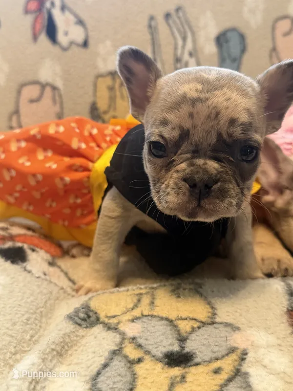 Lily, a female French Bulldog for sale in Beech Bluff, TN – 1 of 5