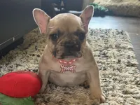 Lola , a female French Bulldog for sale in Beech Bluff, TN – 3 of 10