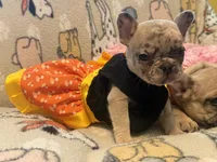Lily, a female French Bulldog for sale in Beech Bluff, TN – 3 of 5