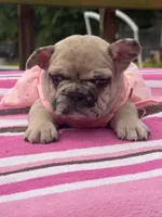 Lola , a female French Bulldog for sale in Beech Bluff, TN – Photo 4 of 8