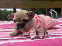 Lola , a female French Bulldog for sale in Beech Bluff, TN – Photo 3 of 8