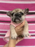 Lola , a female French Bulldog for sale in Beech Bluff, TN – Photo 2 of 8