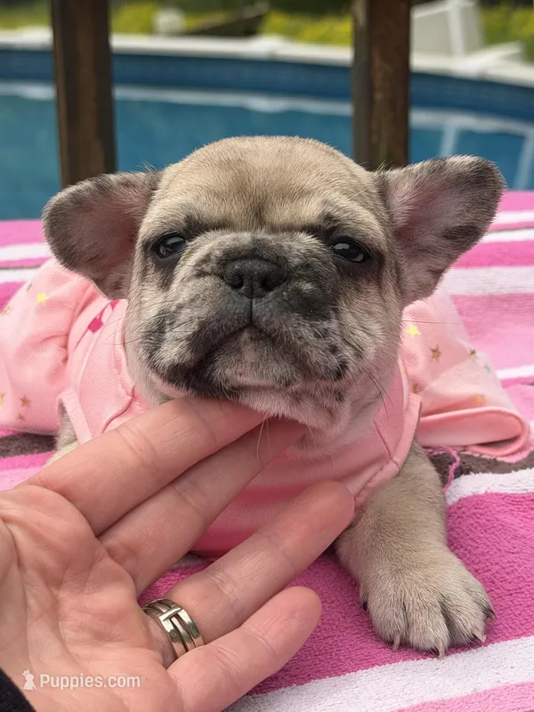 Lola , a female French Bulldog for sale in Beech Bluff, TN – Photo 1 of 8