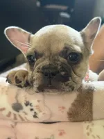 Lola , a female French Bulldog for sale in Beech Bluff, TN – 5 of 10